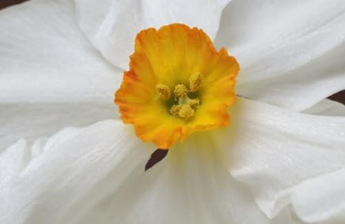 Daffodils: Beautiful Varieties for Home and Garden (Flowers), Slade, Naomi, Exce