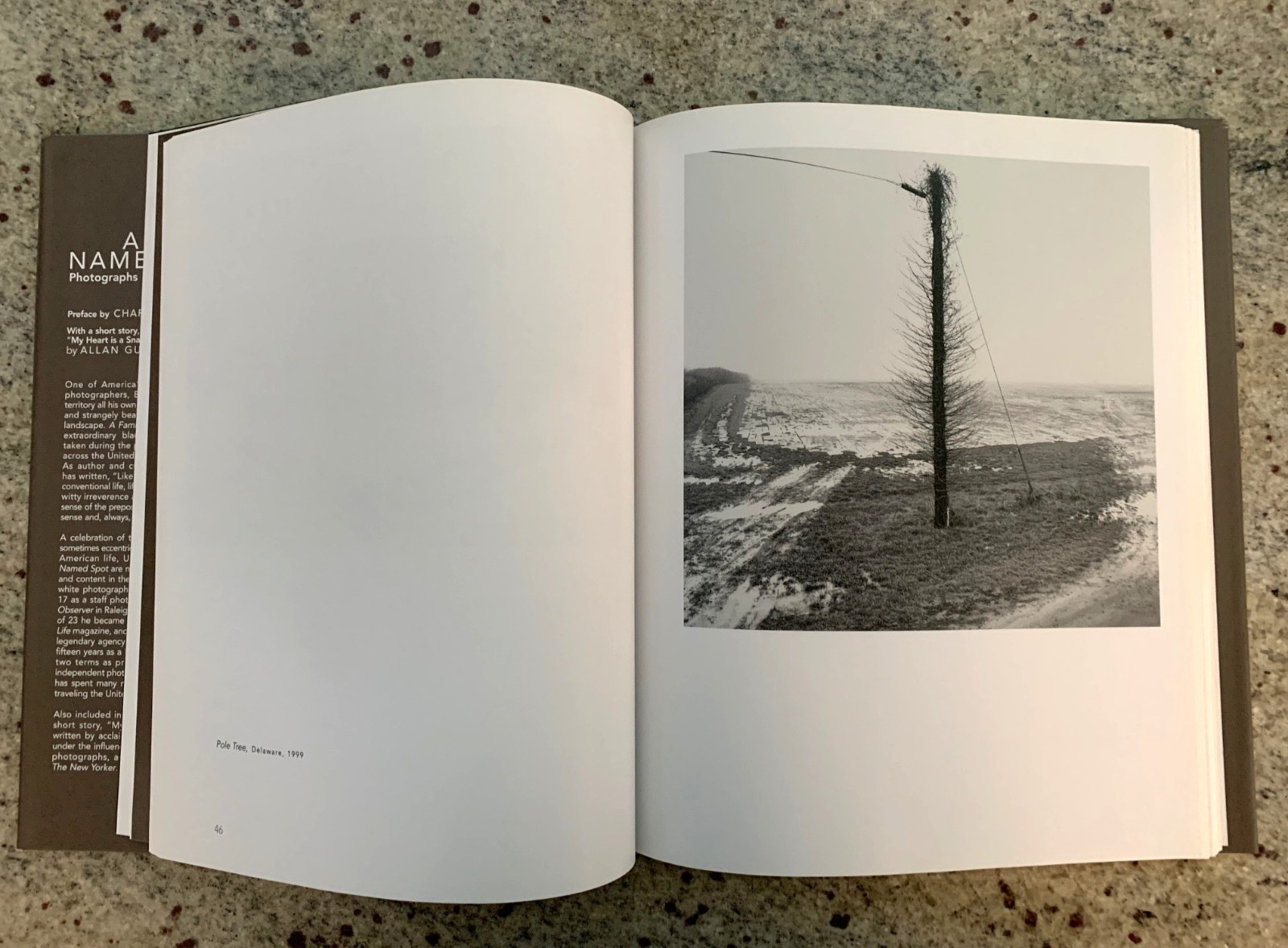 A Family Named Spot by Allan Gurganus: Hard Cover Photo Book 2006