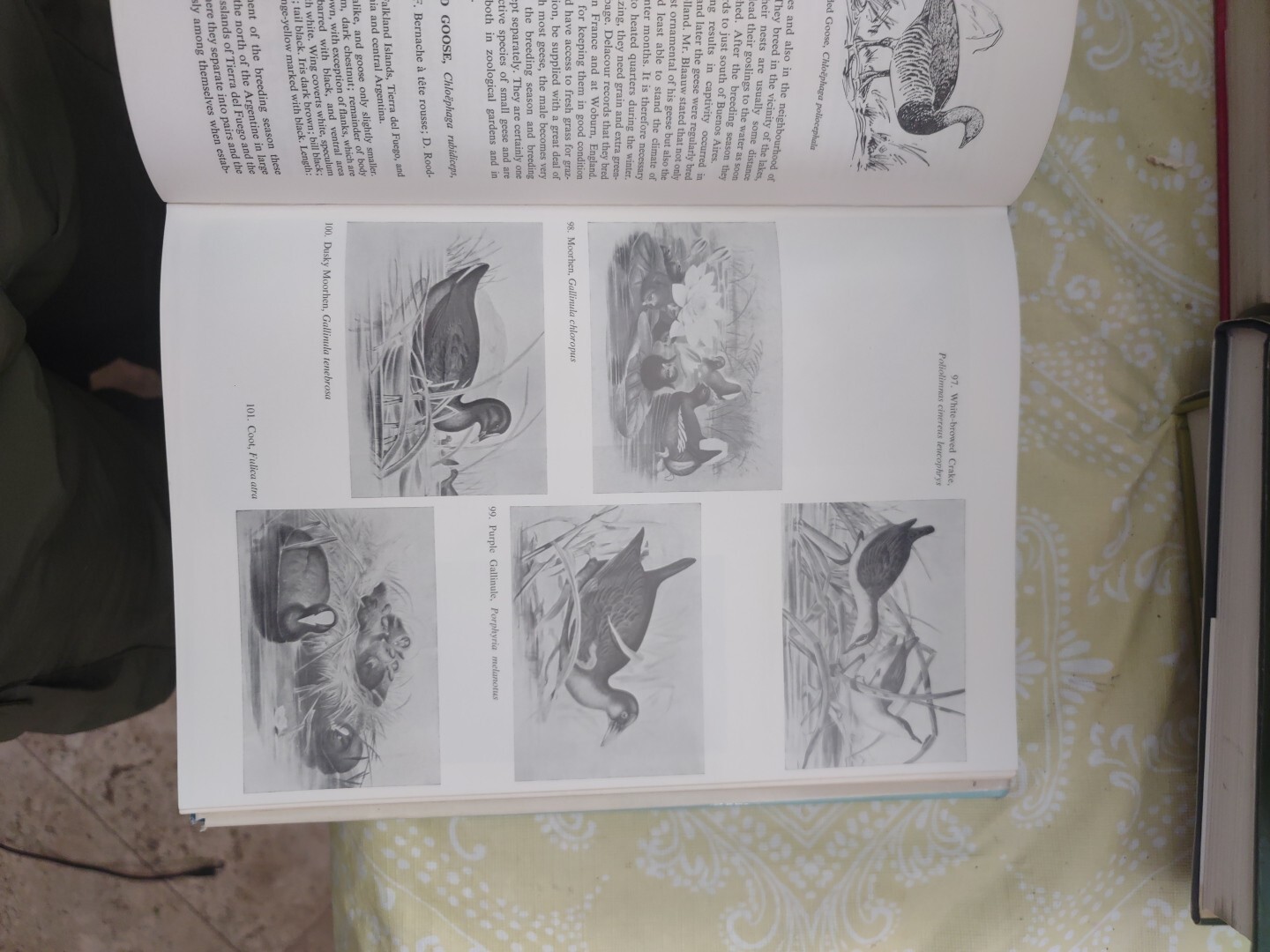 ENCYCLOPAEDIA OF AVICULTURE, (V. 1) By Abram Rutgers & K A Norris – Hardcover