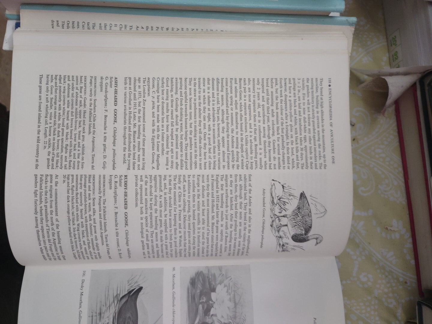 ENCYCLOPAEDIA OF AVICULTURE, (V. 1) By Abram Rutgers & K A Norris – Hardcover