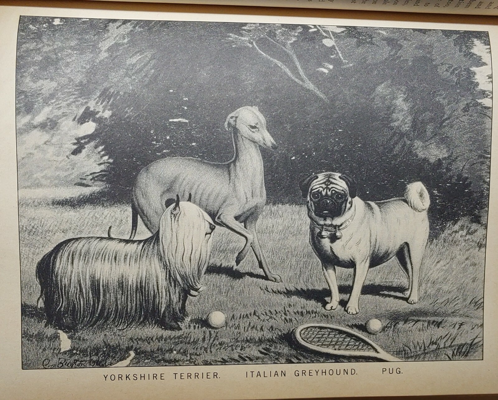 1984 REPRINT 1879-1881 CLASSIC ENCYCLOPEDIA OF THE DOG by VERO SHAW Art History