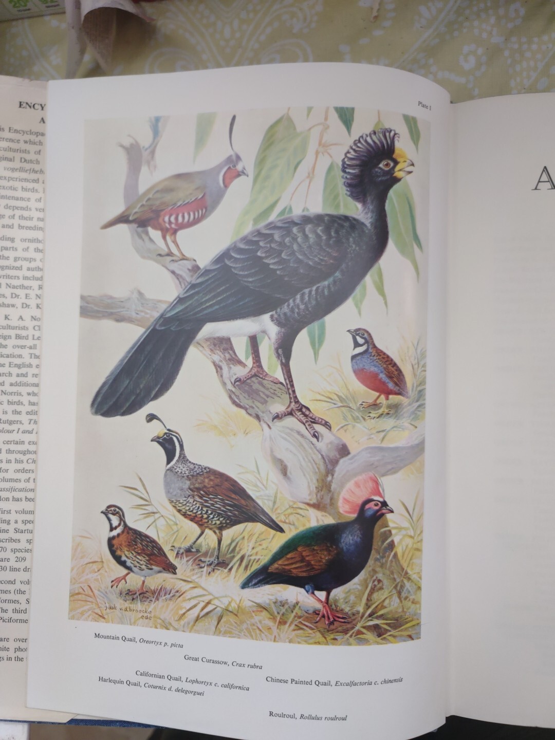 ENCYCLOPAEDIA OF AVICULTURE, (V. 1) By Abram Rutgers & K A Norris – Hardcover