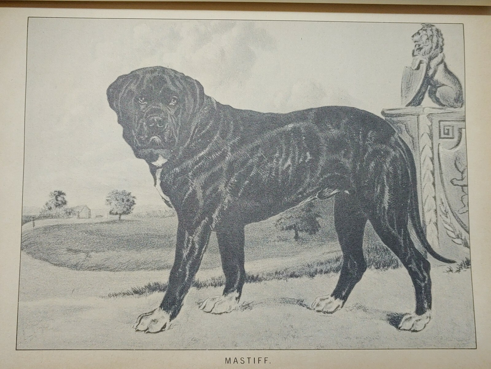 1984 REPRINT 1879-1881 CLASSIC ENCYCLOPEDIA OF THE DOG by VERO SHAW Art History